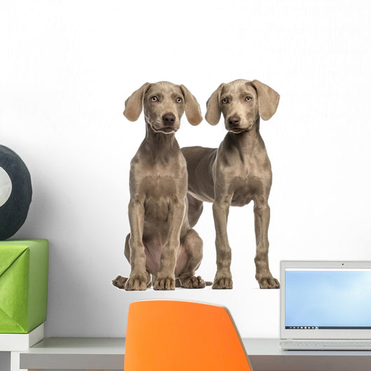 Two Weimaraner puppies, 2,5 months old, sitting and standing Wall Decal