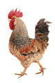 rooster Wall Decal