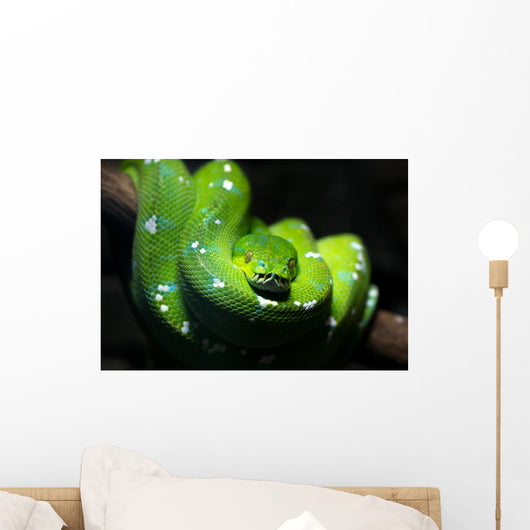 Green Snake