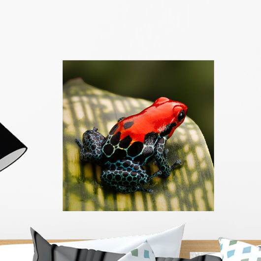 Red Poison Dart Frog