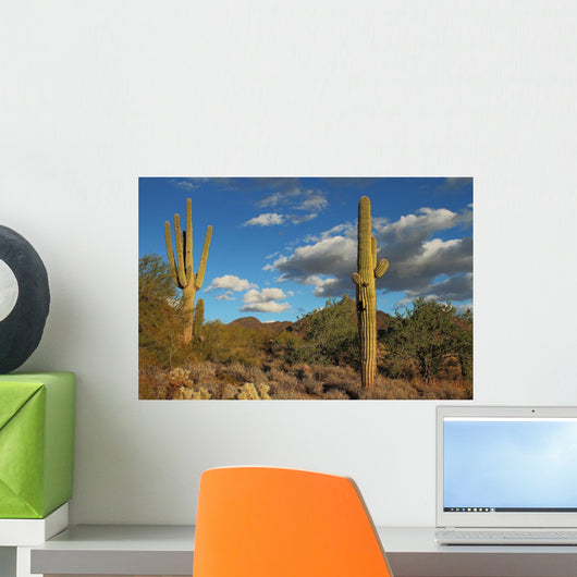 Sonoran Desert Landscape and