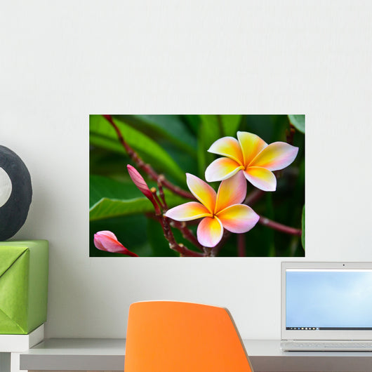 Up Frangipani Flower or