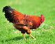 Rooster Wall Mural