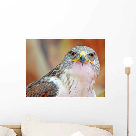 Close-up Hawk with Big