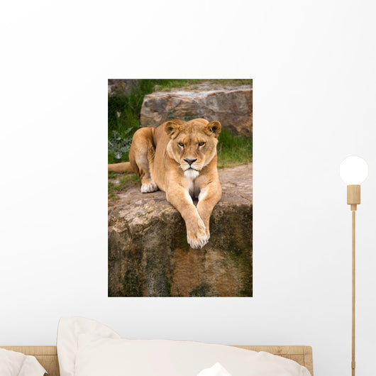 Lioness