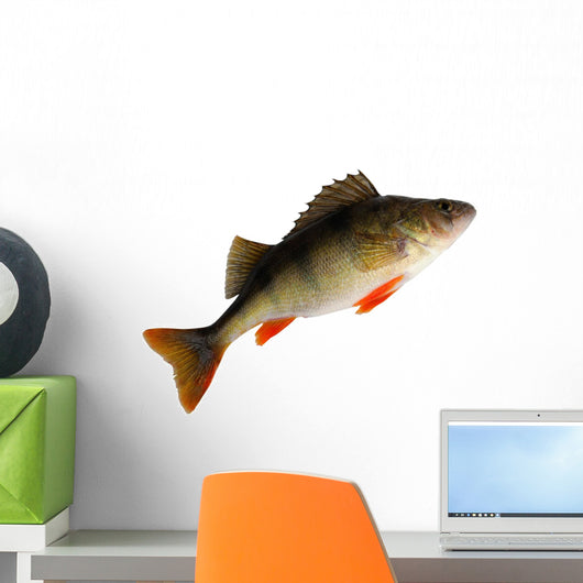 European Perch Perca Fluviatilis Wall Decal