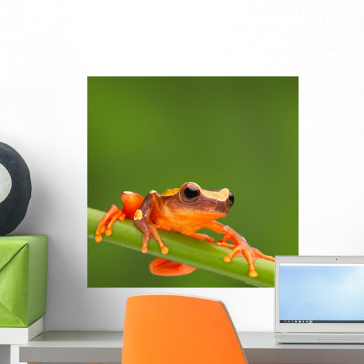 Red Tree Frog Climbing