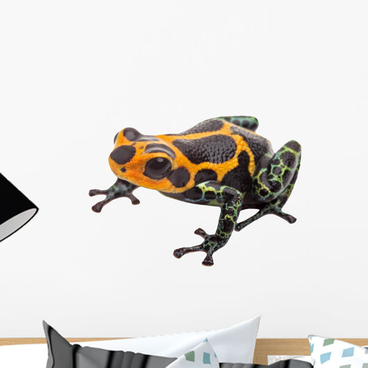 Poison Dart Frog