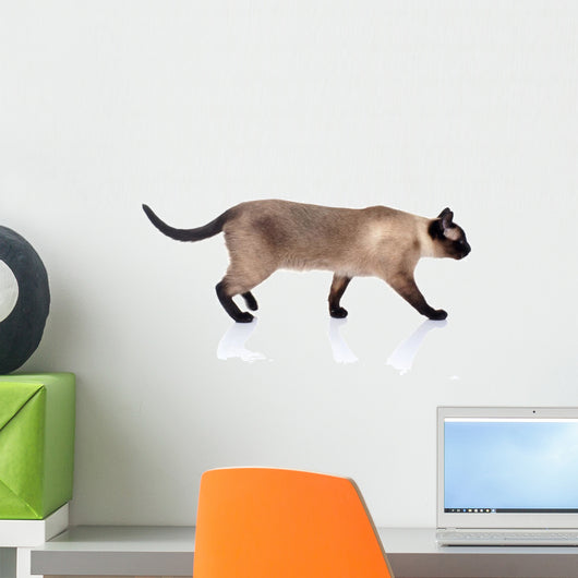 Siamese Cat White