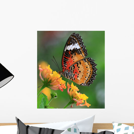 Color Butterfly