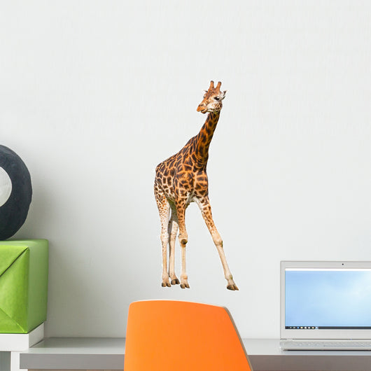 Giraffe White