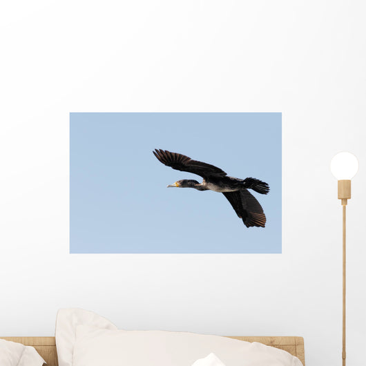 Great Cormorant Flight