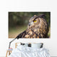 Owl Wall Mural