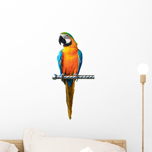 Colorful Red Parrot Macaw