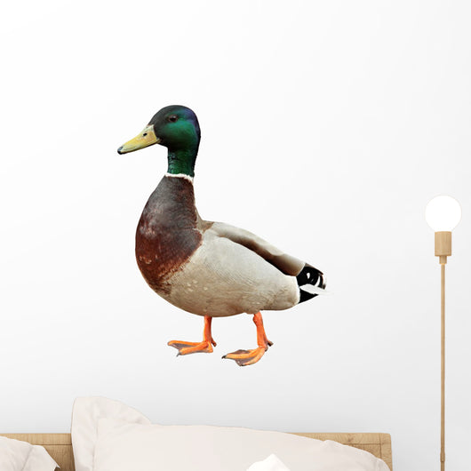 Mallard Duck with clipping path. Wall Decal