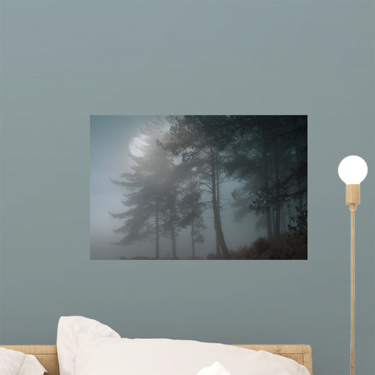 Full Moon Forest