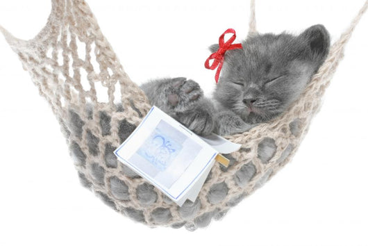 Cute Gray Kitten Sleep in Hammock with Open Book Wall Decal