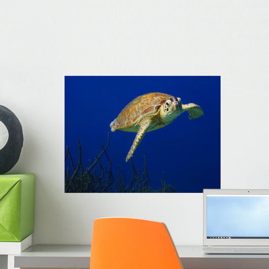 Curious Green Sea Turtle