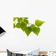 Birch Leaves Tree