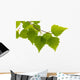Birch Leaves Tree