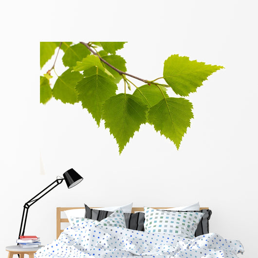 Birch Leaves Tree