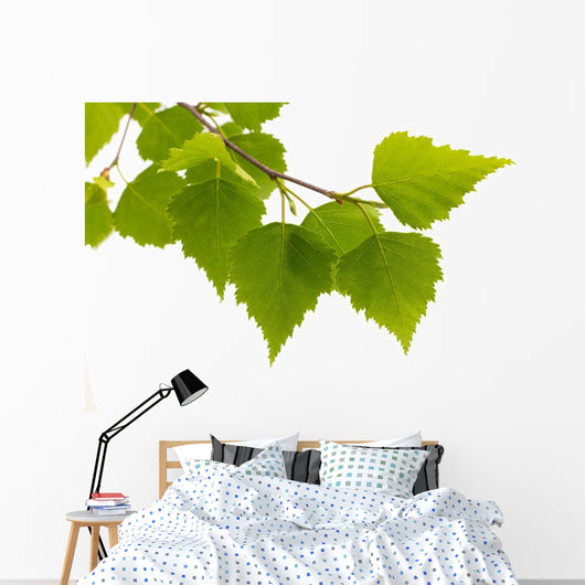 Birch Leaves Tree