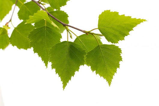 Birch Leaves Tree