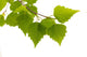 Birch Leaves Tree