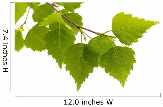 Birch Leaves Tree
