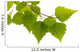 Birch Leaves Tree