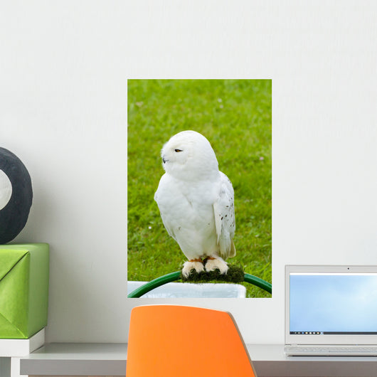 White Owl Wall Mural