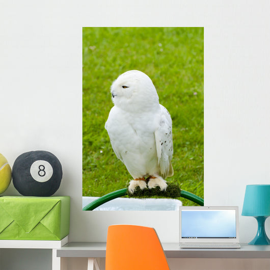 White Owl Wall Mural