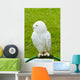 White Owl Wall Mural