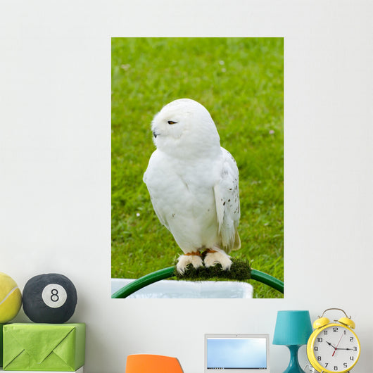 White Owl Wall Mural