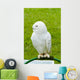 White Owl Wall Mural