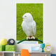 White Owl Wall Mural