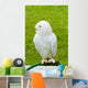 White Owl Wall Mural