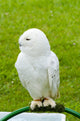White Owl Wall Mural