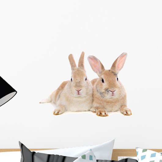 Dwarf Rabbit Wall Mural