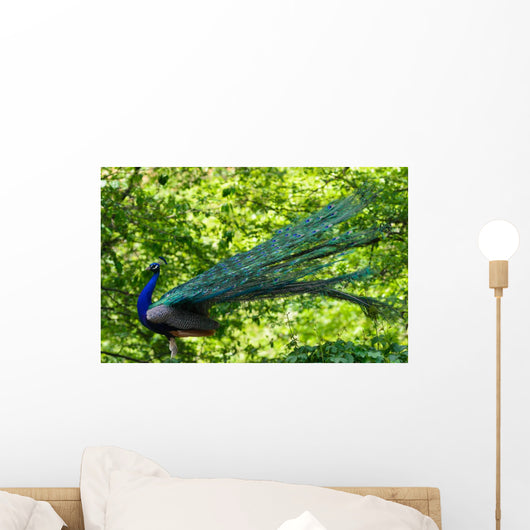 Blue Peacock-pavo Cristatus