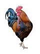 Rooster Wall Decal