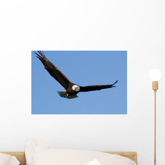 Bald eagle Wall Mural