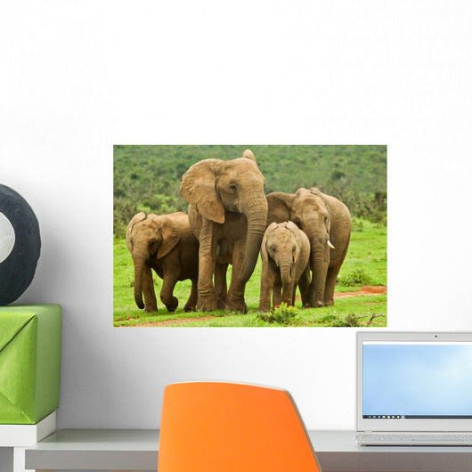 Elephant Family