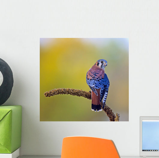 American kestrel (falco sparverius) Wall Mural