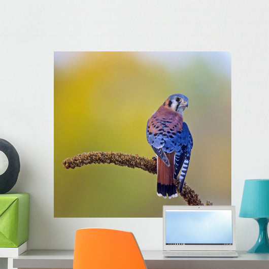 American kestrel (falco sparverius) Wall Mural
