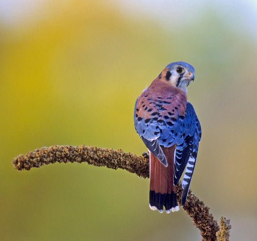 American kestrel (falco sparverius) Wall Mural