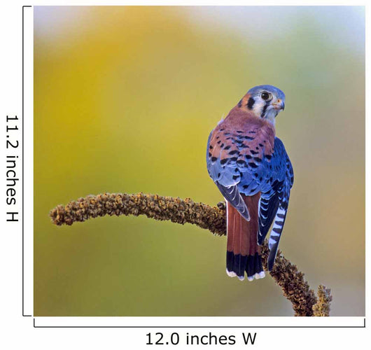 American kestrel (falco sparverius) Wall Mural