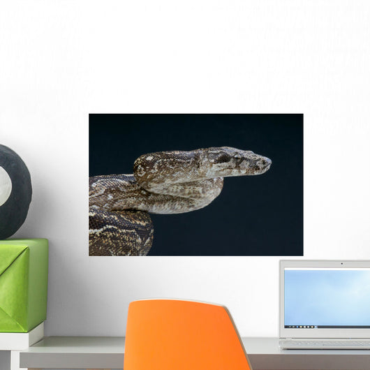 Argentine Boa Boa Constrictor