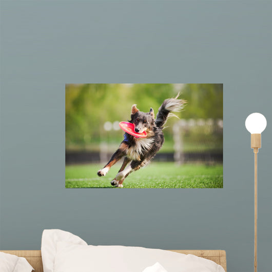 Border Collie Dog Brings