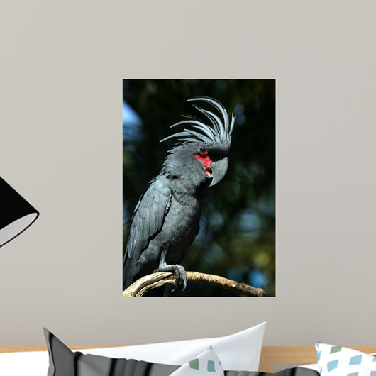 Black Parrot